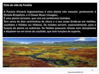 Ciclo de vida da Funária

A Funária (Funaria hygrometrica) é uma planta não vascular, pertencente à
Divisão Bryophyta, e à Classe Musci (musgos).
É uma planta terrestre, que vive em ambientes húmidos.
Tem cerca de dois centímetros de altura e o seu corpo divide-se em rizóides,
caulóides e filóides (ou filídeos). Os rizóides servem, essencialmente, para a
fixação da planta ao substrato. Os filóides possuem células com cloroplastos
e dispõem--se em torno do caulóide, que tem funções de suporte.




                                                                             4
                                                      Nuno Correia 2012/13
 