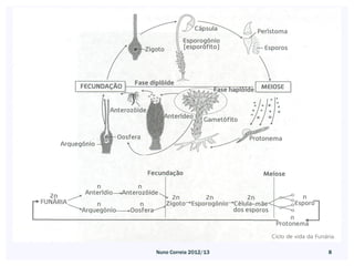 Nuno Correia 2012/13   8
 