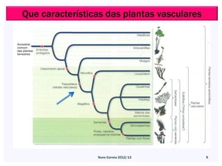 Que características das plantas vasculares




                 Nuno Correia 2012/13        9
 