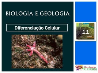BIOLOGIA E GEOLOGIA

  Diferenciação Celular
                          11
 