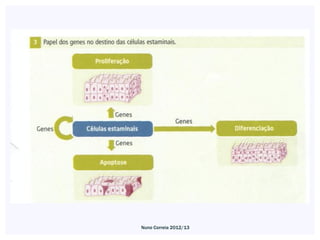 Nuno Correia 2012/13
 