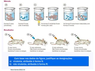 Com base nos dados da figura, justifique as designações:
a) virulenta, atribuída à forma S;
b) não virulenta, atribuída à forma R;

 Nuno Correia 2012/13
 