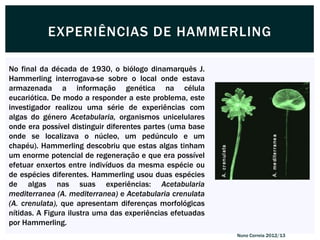 EXPERIÊNCIAS DE HAMMERLING

No final da década de 1930, o biólogo dinamarquês J.
Hammerling interrogava-se sobre o local onde estava
armazenada a informação genética na célula
eucariótica. De modo a responder a este problema, este
investigador realizou uma série de experiências com
algas do género Acetabularia, organismos unicelulares
onde era possível distinguir diferentes partes (uma base
onde se localizava o núcleo, um pedúnculo e um
chapéu). Hammerling descobriu que estas algas tinham
um enorme potencial de regeneração e que era possível
efetuar enxertos entre indivíduos da mesma espécie ou
de espécies diferentes. Hammerling usou duas espécies
de algas nas suas experiências: Acetabularia
mediterranea (A. mediterranea) e Acetabularia crenulata
(A. crenulata), que apresentam diferenças morfológicas
nítidas. A Figura ilustra uma das experiências efetuadas
por Hammerling.
                                                           Nuno Correia 2012/13
 