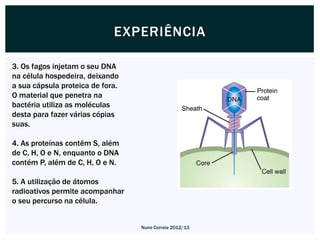 EXPERIÊNCIA

3. Os fagos injetam o seu DNA
na célula hospedeira, deixando
a sua cápsula proteica de fora.
O material que penetra na
bactéria utiliza as moléculas
desta para fazer várias cópias
suas.

4. As proteínas contêm S, além
de C, H, O e N, enquanto o DNA
contém P, além de C, H, O e N.

5. A utilização de átomos
radioativos permite acompanhar
o seu percurso na célula.


                                  Nuno Correia 2012/13
 