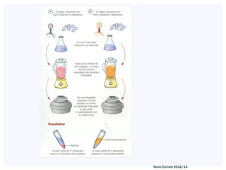 Nuno Correia 2012/13
 