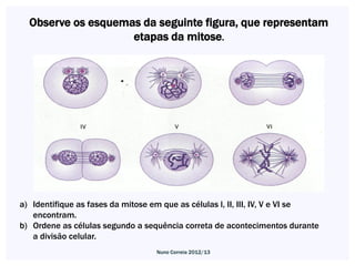 Observe os esquemas da seguinte figura, que representam
                    etapas da mitose.




a) Identifique as fases da mitose em que as células l, II, III, IV, V e VI se
   encontram.
b) Ordene as células segundo a sequência correta de acontecimentos durante
   a divisão celular.
                                   Nuno Correia 2012/13
 