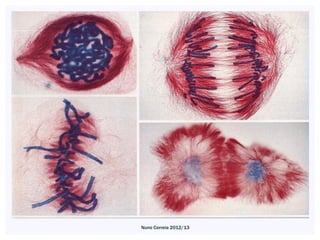 Nuno Correia 2012/13
 
