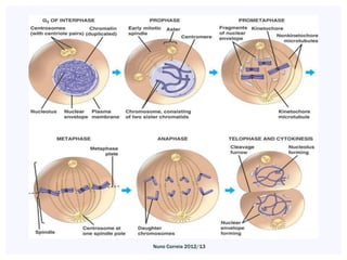 Nuno Correia 2012/13
 