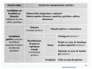13
Nuno Correia 2012/13
 