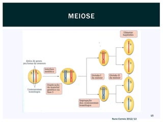 MEIOSE




                                15
         Nuno Correia 2012/13
 