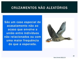 CRUZAMENTOS NÃO ALEATÓRIOS



São um caso especial de
 acasalamento não ao
  acaso que envolve a
 união entre indivíduos
não relacionados ou com
 uma maior frequência
  do que a esperada.


                                                 28
                          Nuno Correia 2012/13
 