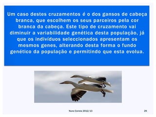 Um caso destes cruzamentos é o dos gansos de cabeça
   branca, que escolhem os seus parceiros pela cor
    branca da cabeça. Este tipo de cruzamento vai
 diminuir a variabilidade genética desta população, já
    que os indivíduos seleccionados apresentam os
    mesmos genes, alterando desta forma o fundo
 genético da população e permitindo que esta evolua.




                       Nuno Correia 2012/13         29
 