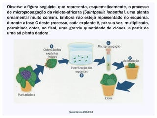 Observe a figura seguinte, que representa, esquematicamente, o processo
de micropropagação da violeta-africana [Saintpauli...