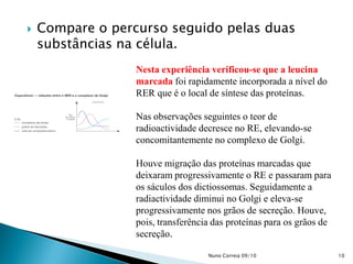  Compare o percurso seguido pelas duas
substâncias na célula.
Nesta experiência verificou-se que a leucina
marcada foi rapidamente incorporada a nível do
RER que é o local de síntese das proteínas.
Nas observações seguintes o teor de
radioactividade decresce no RE, elevando-se
concomitantemente no complexo de Golgi.
Houve migração das proteínas marcadas que
deixaram progressivamente o RE e passaram para
os sáculos dos dictiossomas. Seguidamente a
radiactividade diminui no Golgi e eleva-se
progressivamente nos grãos de secreção. Houve,
pois, transferência das proteínas para os grãos de
secreção.
10Nuno Correia 09/10
 