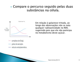  Compare o percurso seguido pelas duas
substâncias na célula.
Em relação à galactose tritiada, ao
longo das observações não se nota
qualquer radioactividade no RER,
sugerindo pois que ele não participa
no metabolismo deste açúcar.
11Nuno Correia 09/10
 
