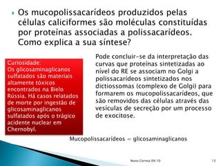  Os mucopolissacarídeos produzidos pelas
células caliciformes são moléculas constituídas
por proteínas associadas a polissacarídeos.
Como explica a sua síntese?
Pode concluir-se da interpretação das
curvas que proteínas sintetizadas ao
nível do RE se associam no Golgi a
polissacarídeos sintetizados nos
dictiossomas (complexo de Golgi) para
formarem os mucopolissacarídeos, que
são removidos das células através das
vesículas de secreção por um processo
de exocitose.
Curiosidade:
Os glicosaminaglicanos
sulfatados são materiais
altamente tóxicos
encontrados na Bielo
Rússia. Há casos relatados
de morte por ingestão de
glicosaminaglicanos
sulfatados após o trágico
acidente nuclear em
Chernobyl.
Mucopolissacarídeos = glicosaminaglicanos
13Nuno Correia 09/10
 