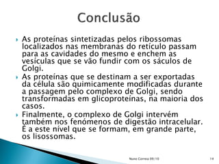  As proteínas sintetizadas pelos ribossomas
localizados nas membranas do retículo passam
para as cavidades do mesmo e enchem as
vesículas que se vão fundir com os sáculos de
Golgi.
 As proteínas que se destinam a ser exportadas
da célula são quimicamente modificadas durante
a passagem pelo complexo de Golgi, sendo
transformadas em glicoproteínas, na maioria dos
casos.
 Finalmente, o complexo de Golgi intervém
também nos fenómenos de digestão intracelular.
É a este nível que se formam, em grande parte,
os lisossomas.
14Nuno Correia 09/10
 