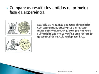  Compare os resultados obtidos na primeira
fase da experiência
Nas células hepáticas dos ratos alimentados
com abundância, observa-se um retículo
muito desenvolvido, enquanto que nos ratos
submetidos a jejum se verifica uma regressão
quase total do retículo endoplasmático.
3Nuno Correia 09/10
 