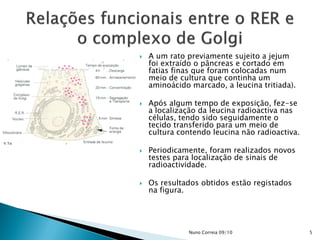  A um rato previamente sujeito a jejum
foi extraído o pâncreas e cortado em
fatias finas que foram colocadas num
meio de cultura que continha um
aminoácido marcado, a leucina tritiada).
 Após algum tempo de exposição, fez-se
a localização da leucina radioactiva nas
células, tendo sido seguidamente o
tecido transferido para um meio de
cultura contendo leucina não radioactiva.
 Periodicamente, foram realizados novos
testes para localização de sinais de
radioactividade.
 Os resultados obtidos estão registados
na figura.
5Nuno Correia 09/10
 