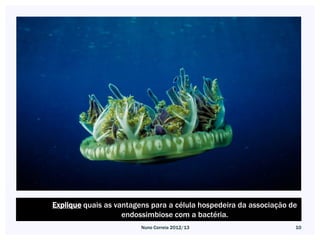 Explique quais as vantagens para a célula hospedeira da associação de
                    endossimbiose com a bactéria.
                         Nuno Correia 2012/13                       10
 