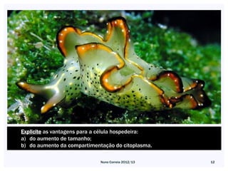 Explicite as vantagens para a célula hospedeira:
a) do aumento de tamanho;
b) do aumento da compartimentação do citoplasma.

                             Nuno Correia 2012/13   12
 