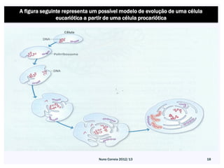 A figura seguinte representa um possível modelo de evolução de uma célula
               eucariótica a partir de uma célula procariótica




                               Nuno Correia 2012/13                         18
 