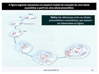 A figura seguinte representa um possível modelo de evolução de uma célula
               eucariótica a partir de uma célula procariótica


                                       Refira três diferenças entre as células
                                      procarióticas e eucarióticas, que possam
                                              ser observadas na figura.




                               Nuno Correia 2012/13                          19
 