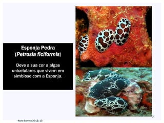 Esponja Pedra
 (Petrosia ficiformis)
  Deve a sua cor a algas
unicelulares que vivem em
 simbiose com a Esponja.




                            2
  Nuno Correia 2012/13
 