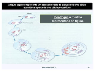 A figura seguinte representa um possível modelo de evolução de uma célula
               eucariótica a partir de uma célula procariótica



                                              Identifique o modelo
                                             representado na figura.




                               Nuno Correia 2012/13                         20
 