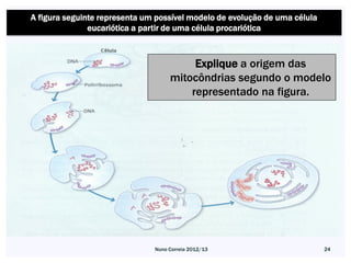 A figura seguinte representa um possível modelo de evolução de uma célula
               eucariótica a partir de uma célula procariótica



                                         Explique a origem das
                                    mitocôndrias segundo o modelo
                                        representado na figura.




                               Nuno Correia 2012/13                         24
 