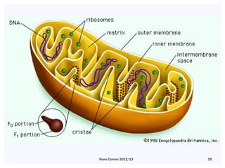 Nuno Correia 2012/13   25
 