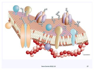 Nuno Correia 2012/13   27
 