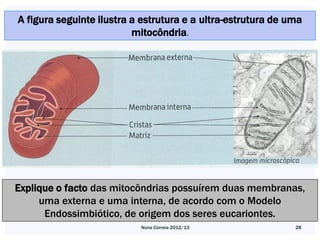 A figura seguinte ilustra a estrutura e a ultra-estrutura de uma
                          mitocôndria.




Explique o facto das mitocôndrias possuírem duas membranas,
     uma externa e uma interna, de acordo com o Modelo
      Endossimbiótico, de origem dos seres eucariontes.
                           Nuno Correia 2012/13               28
 