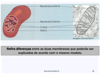 Refira diferenças entre as duas membranas que poderão ser
        explicadas de acordo com o mesmo modelo.




                        Nuno Correia 2012/13            29
 