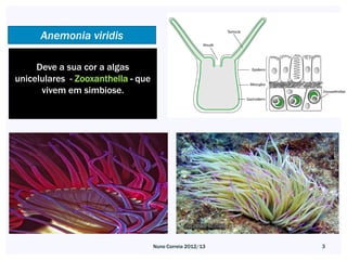 Anemonia viridis

     Deve a sua cor a algas
unicelulares - Zooxanthella - que
      vivem em simbiose.




                                    Nuno Correia 2012/13   3
 