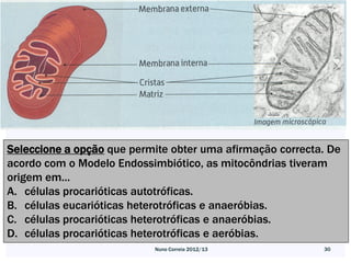 Seleccione a opção que permite obter uma afirmação correcta. De
acordo com o Modelo Endossimbiótico, as mitocôndrias tiveram
origem em...
A. células procarióticas autotróficas.
B. células eucarióticas heterotróficas e anaeróbias.
C. células procarióticas heterotróficas e anaeróbias.
D. células procarióticas heterotróficas e aeróbias.
                           Nuno Correia 2012/13            30
 