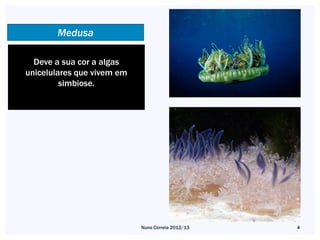 Medusa

  Deve a sua cor a algas
unicelulares que vivem em
         simbiose.




                            Nuno Correia 2012/13   4
 