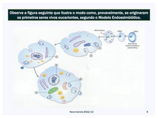 Observe a figura seguinte que ilustra o modo como, provavelmente, se originaram
   os primeiros seres vivos eucariontes, segundo o Modelo Endossimbiótico.




                                  Nuno Correia 2012/13                        6
 