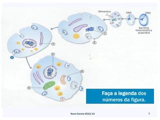 Faça a legenda dos
                       números da figura.

Nuno Correia 2012/13                        7
 