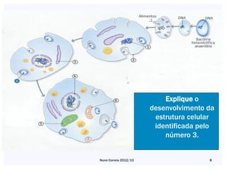 Explique o
                       desenvolvimento da
                        estrutura celular
                        identificada pelo
                           número 3.


Nuno Correia 2012/13                   8
 