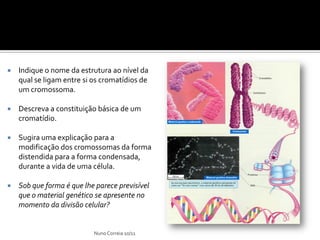    Indique o nome da estrutura ao nível da
    qual se ligam entre si os cromatídios de
    um cromossoma.

   Descreva a constituição básica de um
    cromatídio.

   Sugira uma explicação para a
    modificação dos cromossomas da forma
    distendida para a forma condensada,
    durante a vida de uma célula.

   Sob que forma é que lhe parece previsível
    que o material genético se apresente no
    momento da divisão celular?


                           Nuno Correia 10/11
 
