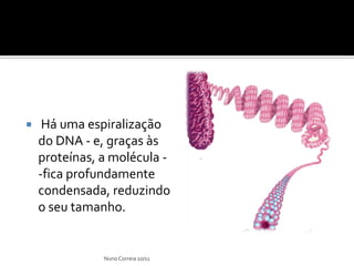     Há uma espiralização
    do DNA - e, graças às
    proteínas, a molécula -
    -fica profundamente
    condensada, reduzindo
    o seu tamanho.


               Nuno Correia 10/11
 
