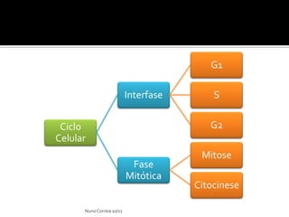 G1

                           Interfase       S


 Ciclo                                    G2
Celular
                                        Mitose
                            Fase
                           Mitótica
                                       Citocinese

      Nuno Correia 10/11
 