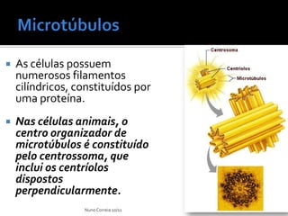    As células possuem
    numerosos filamentos
    cilíndricos, constituídos por
    uma proteína.
   Nas células animais, o
    centro organizador de
    microtúbulos é constituído
    pelo centrossoma, que
    inclui os centríolos
    dispostos
    perpendicularmente.
                  Nuno Correia 10/11
 