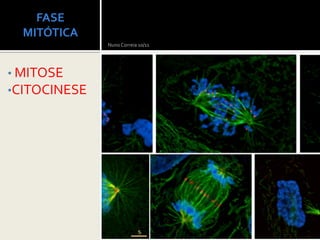 FASE
  MITÓTICA
              Nuno Correia 10/11




• MITOSE
•CITOCINESE
 