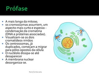  A mais longa da mitose;
 os cromossomas assumem, um
  aspecto mais curto e espesso -
  condensação da cromatina
  (DNA e proteínas associadas).
 Visualizam-se os dois
  cromatídeos-irmãos
 Os centrossomas, já
  duplicados, começam a migrar
  para pólos opostos da célula
 O nucléolo dissipa-se até
  desaparecer
 A membrana nuclear
  desorganiza-se.

                  Nuno Correia 10/11
 