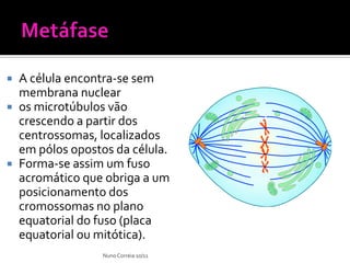    A célula encontra-se sem
    membrana nuclear
   os microtúbulos vão
    crescendo a partir dos
    centrossomas, localizados
    em pólos opostos da célula.
   Forma-se assim um fuso
    acromático que obriga a um
    posicionamento dos
    cromossomas no plano
    equatorial do fuso (placa
    equatorial ou mitótica).
                   Nuno Correia 10/11
 
