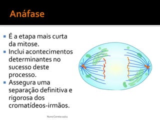    É a etapa mais curta
    da mitose.
   Inclui acontecimentos
    determinantes no
    sucesso deste
    processo.
   Assegura uma
    separação definitiva e
    rigorosa dos
    cromatídeos-irmãos.
                 Nuno Correia 10/11
 