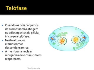    Quando os dois conjuntos
    de cromossomas atingem
    os pólos opostos da célula,
    inicia-se a telófase.
   Nesta altura, os
    cromossomas
    descondensam-se.
   A membrana nuclear
    reorganiza-se e os nucléolos
    reaparecem.

                     Nuno Correia 10/11
 