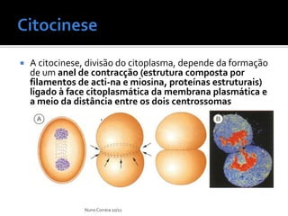    A citocinese, divisão do citoplasma, depende da formação
    de um anel de contracção (estrutura composta por
    filamentos de acti-na e miosina, proteínas estruturais)
    ligado à face citoplasmática da membrana plasmática e
    a meio da distância entre os dois centrossomas




                Nuno Correia 10/11
 
